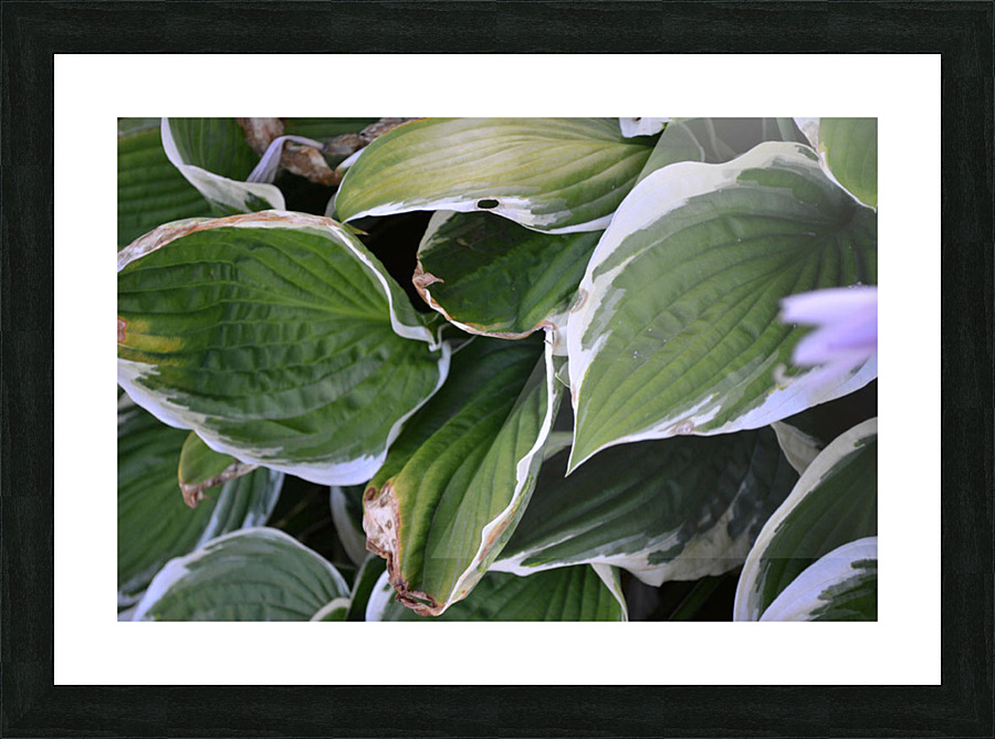 GreenLeaves2 Picture Frame print