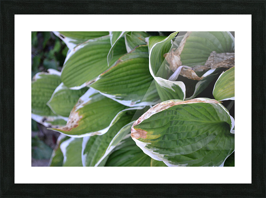 GreenLeaves Picture Frame print