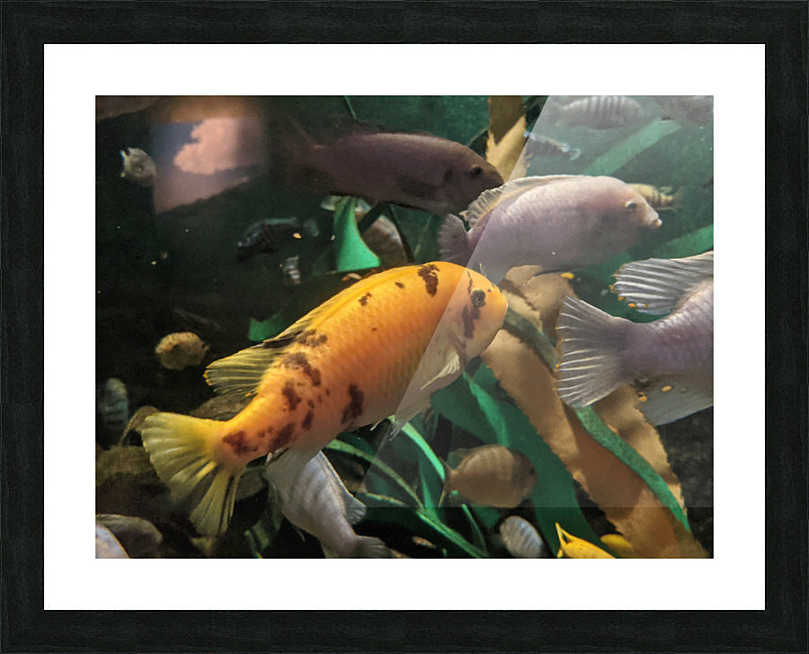 OrangeFish Picture Frame print