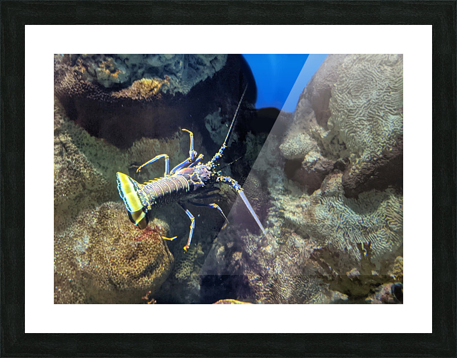 Lobster Picture Frame print