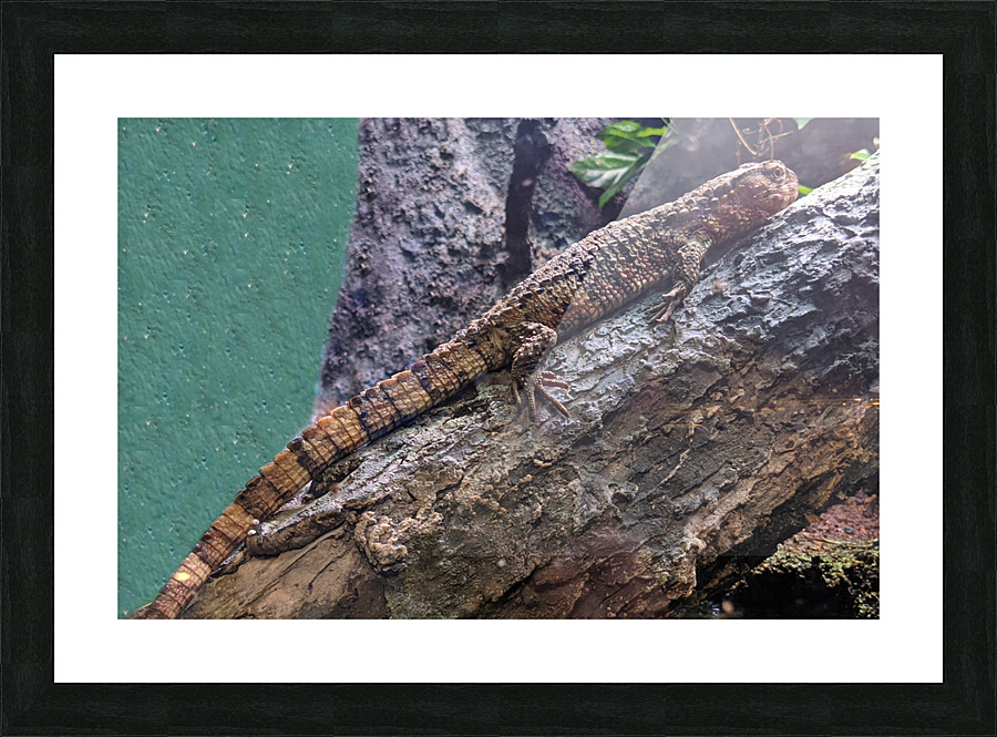 Lizard Picture Frame print
