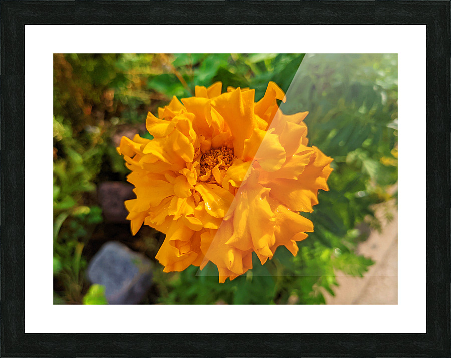 OrangeFlower Picture Frame print