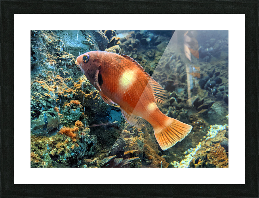 OrangeFishScene Picture Frame print