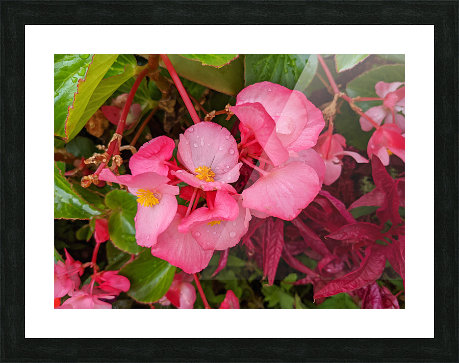 PinkFlowers Picture Frame print