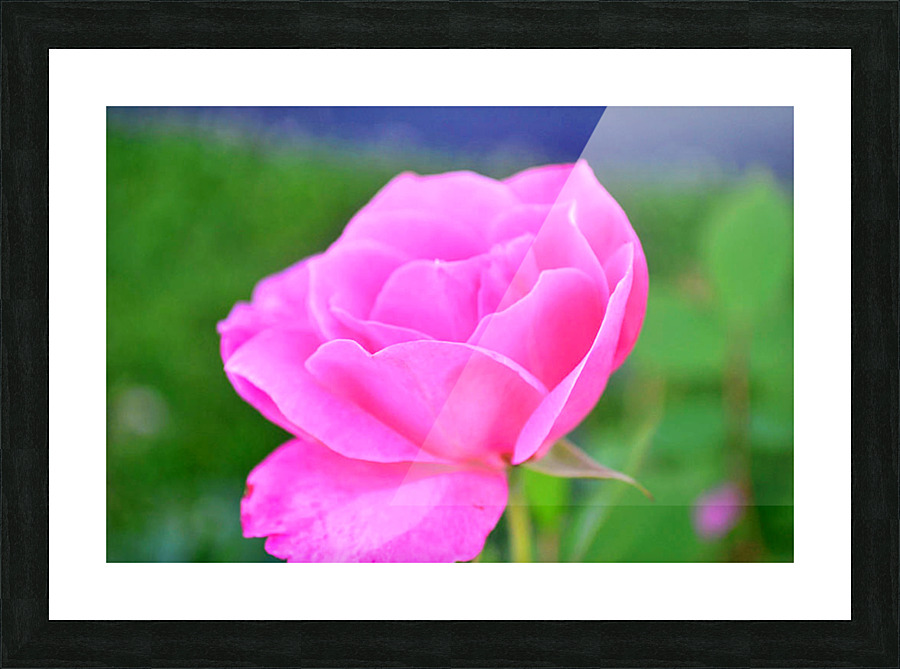 PinkFlower Picture Frame print