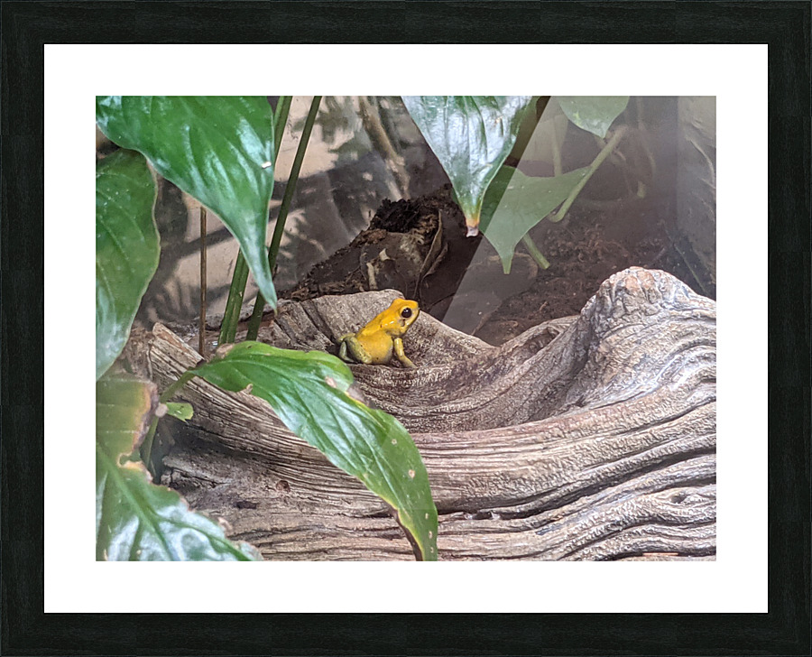 Toad Picture Frame print