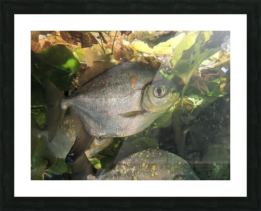 Colorful Fish Picture Frame print