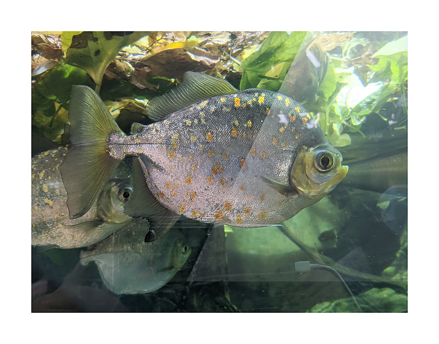 Colorful Fish Picture Frame print
