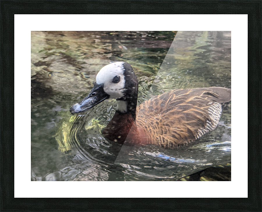 Duck Picture Frame print