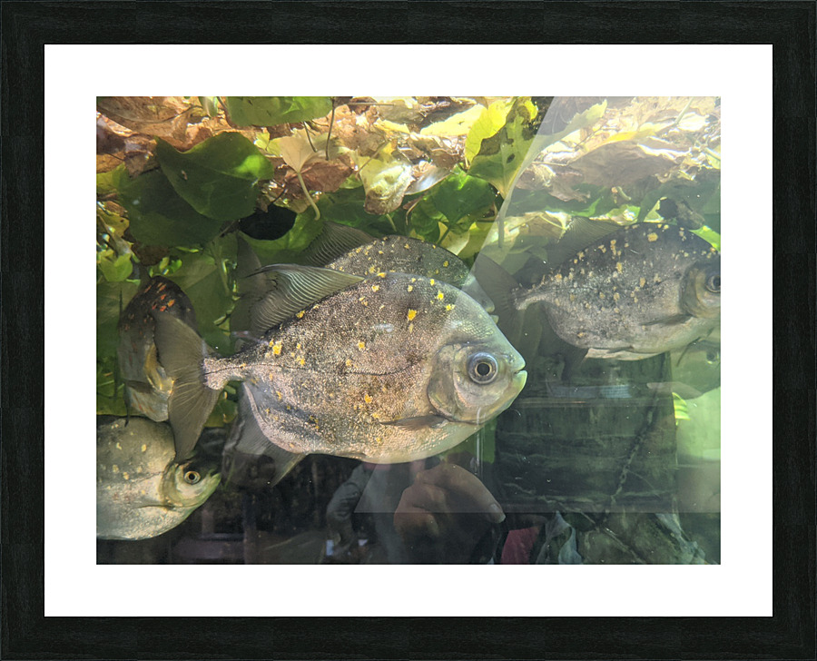 Colorful Fish Picture Frame print
