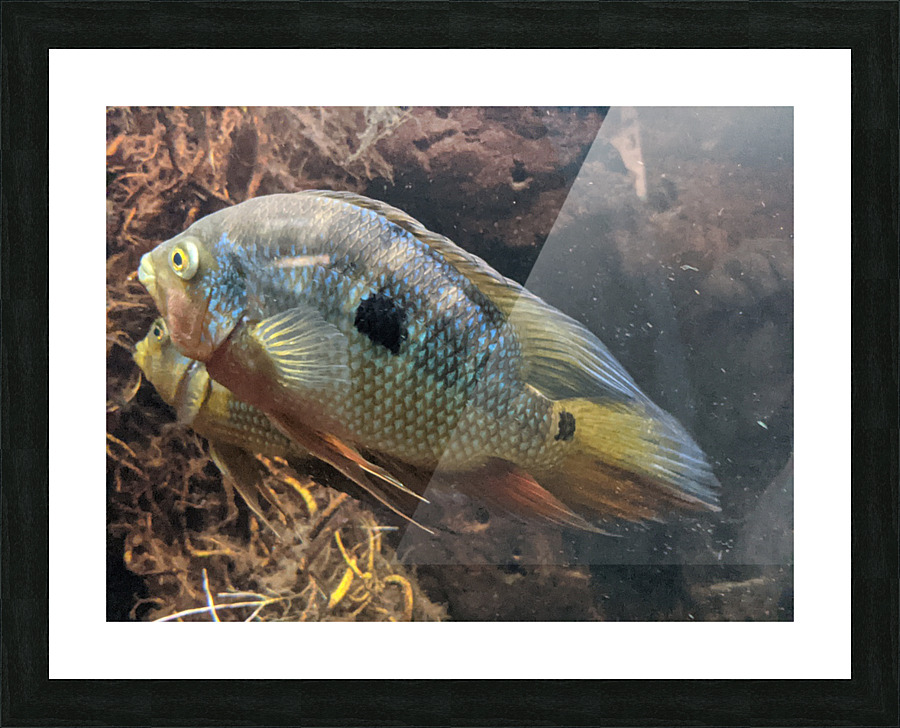Colorful Fish Picture Frame print