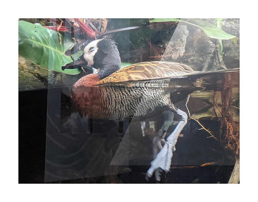 Duck Picture Frame print