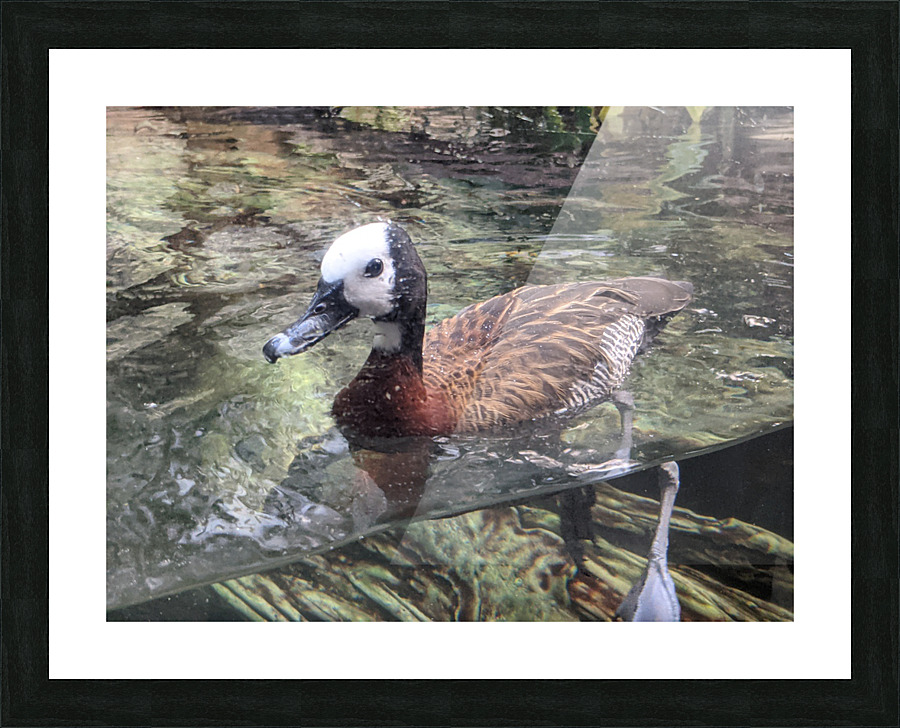 Duck Picture Frame print