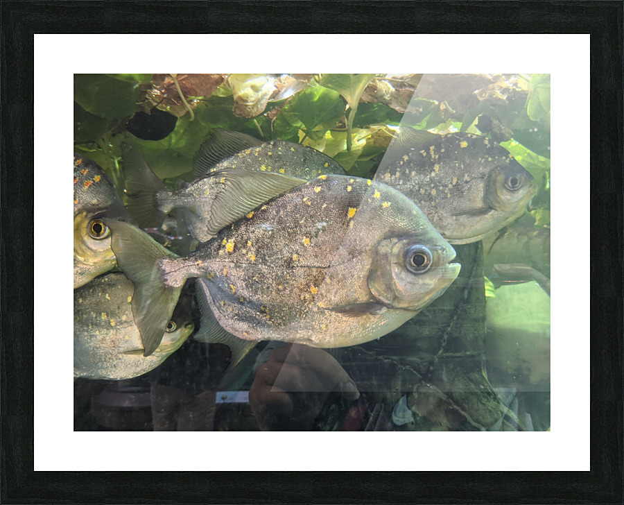 Colorful Fish Picture Frame print