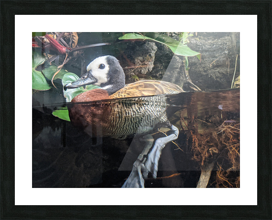 Duck Picture Frame print