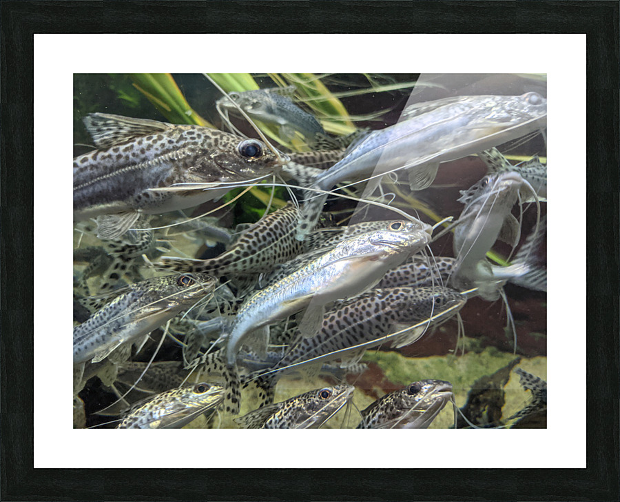 Colorful Fish Picture Frame print