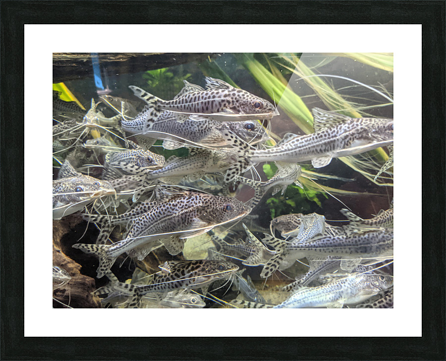 Colorful Fish Picture Frame print