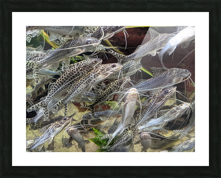 Colorful Fish Picture Frame print