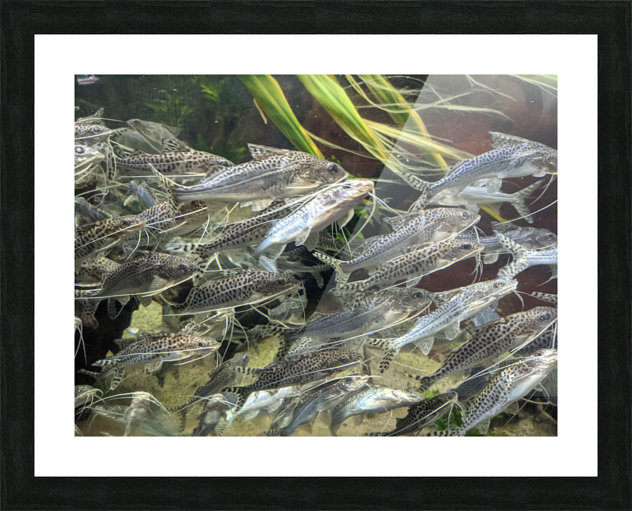 Colorful Fish Picture Frame print