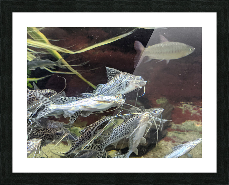 Colorful Fish Picture Frame print