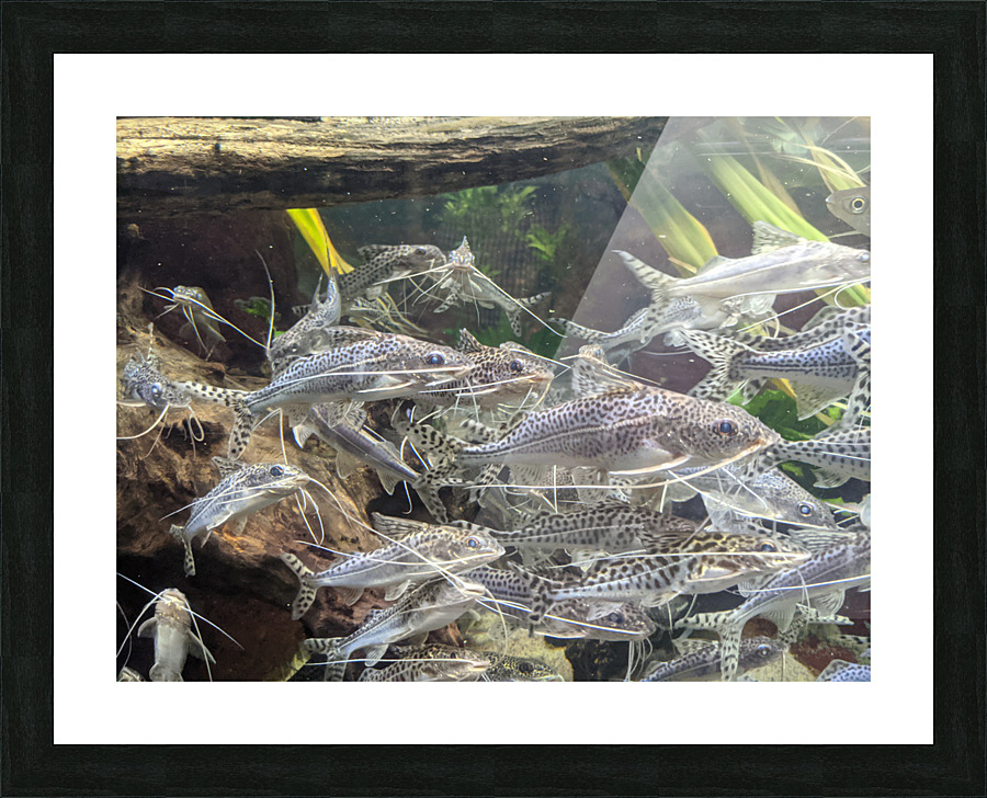Colorful Fish Picture Frame print