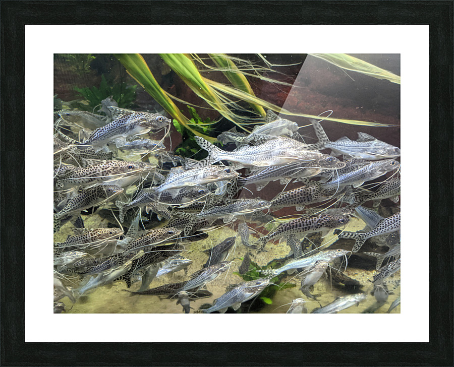 Colorful Fish Picture Frame print