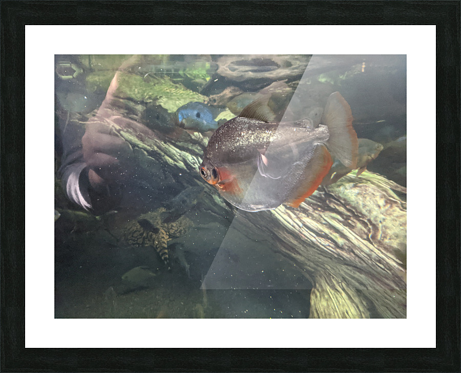 Colorful Fish Picture Frame print