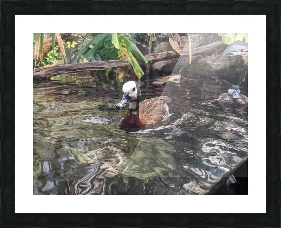 Duck Picture Frame print