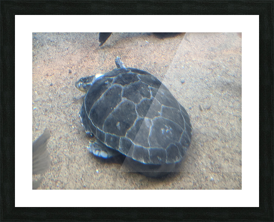 Turtle Picture Frame print