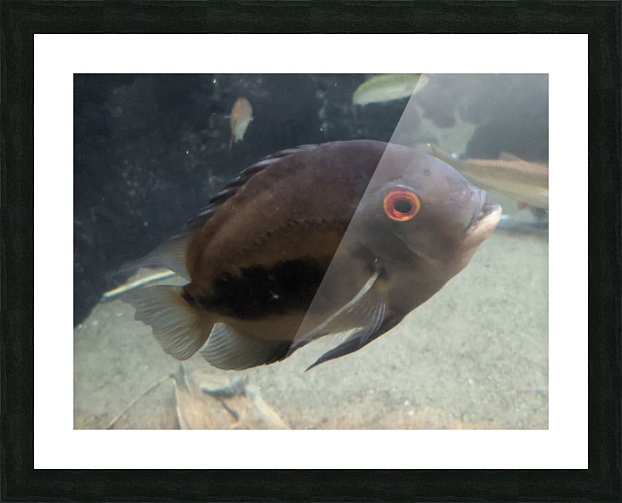 Black Fish Picture Frame print