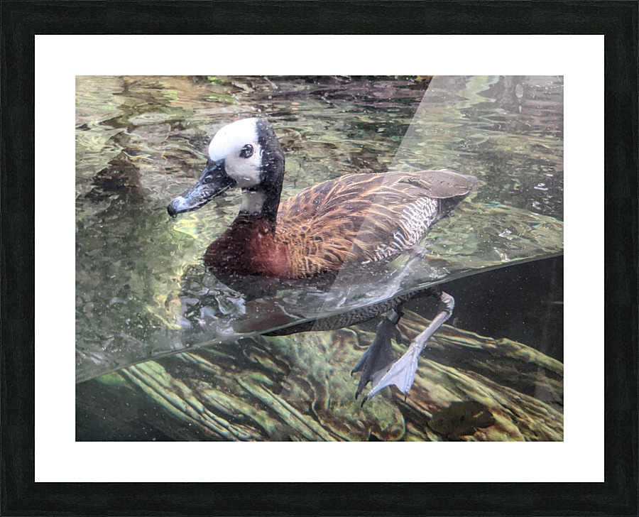 Duck Picture Frame print