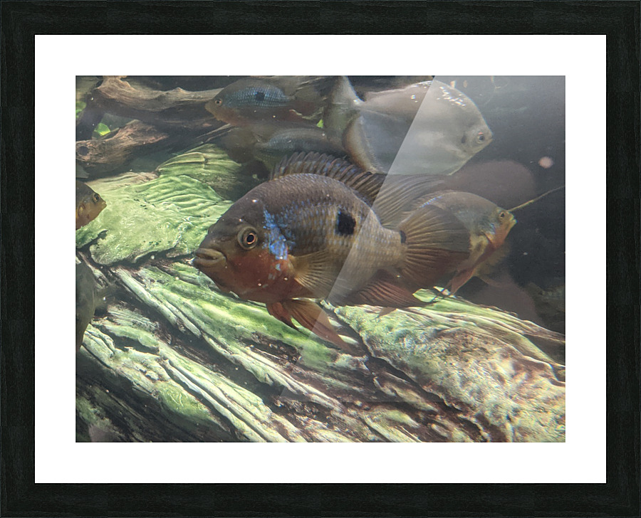 Colorful Fish Picture Frame print