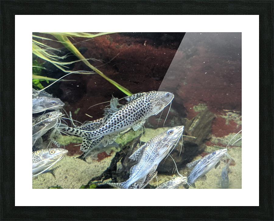 Colorful Fish Picture Frame print
