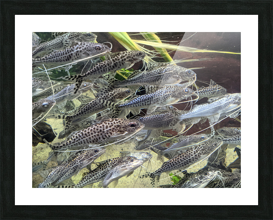 Colorful Fish Picture Frame print