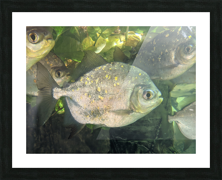 Colorful Fish Picture Frame print