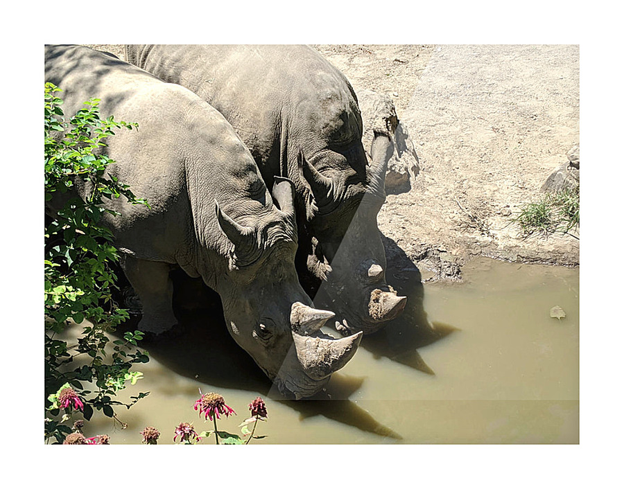 Rhino Picture Frame print