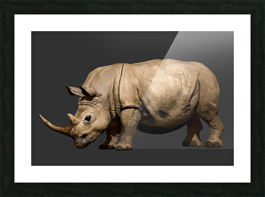 Rhino Picture Frame print