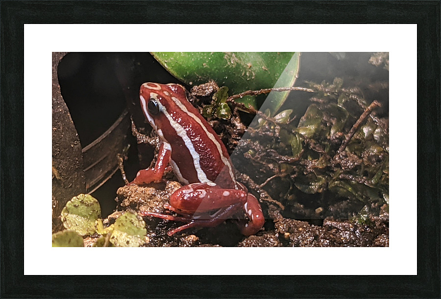 Red Frog Picture Frame print