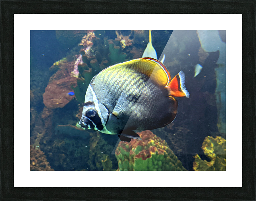 White Black Fish Picture Frame print