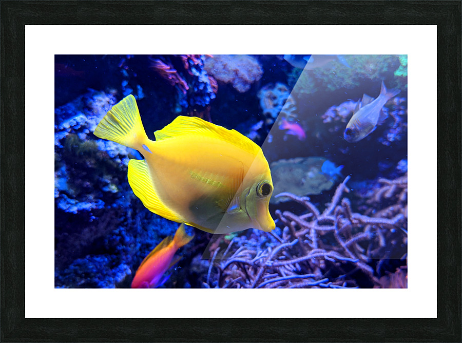 Yellow Fish Picture Frame print