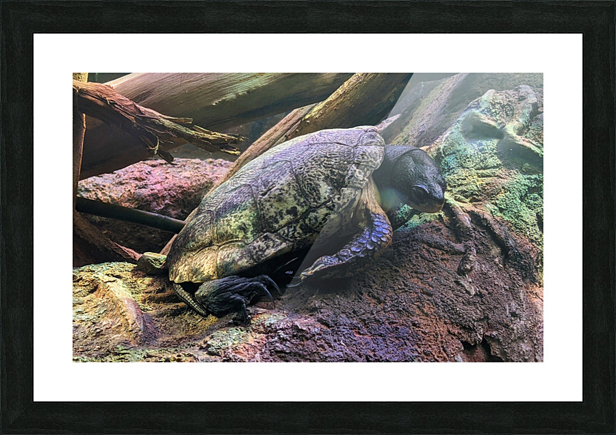 Turtle Picture Frame print