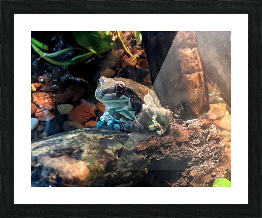 Toad Picture Frame print