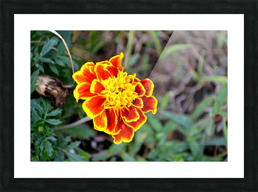 Yellow Red Flower Picture Frame print