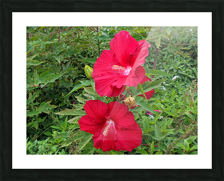 Red Flowers Picture Frame print