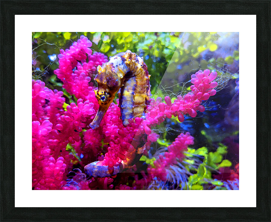 Seahorse Picture Frame print
