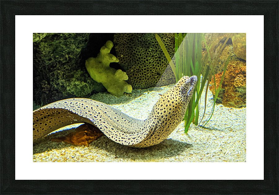 Yellow Eel Picture Frame print