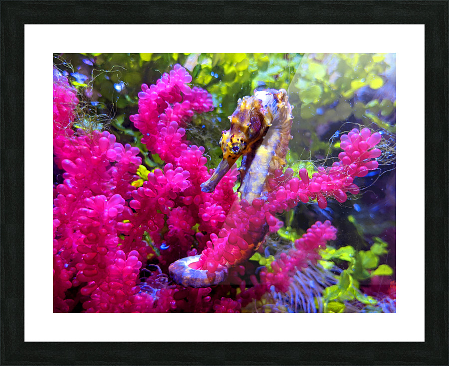 Seahorse Picture Frame print