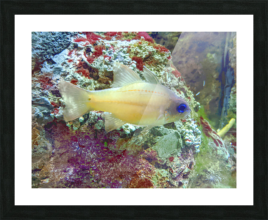 YellowFishCharacter Picture Frame print