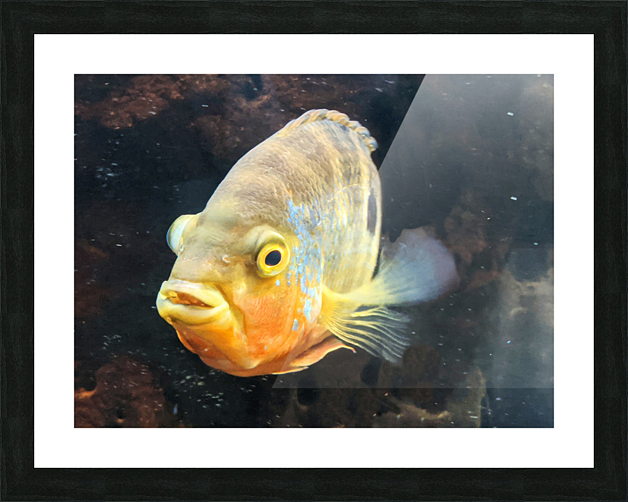 Yellow Orange Fish Picture Frame print