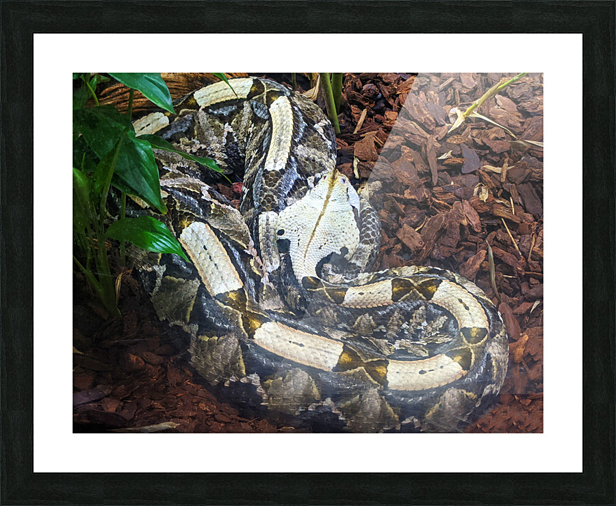 White Snake Picture Frame print